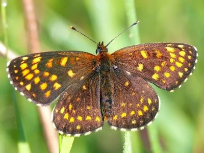 Melitaea diamina