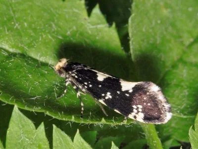 Triaxomera fulvimitrella