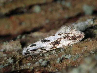 Nemapogon picarella