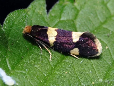 Lampronia capitella