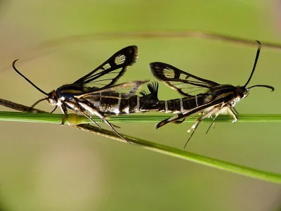 Pyropteron (Synansphecia) triannuliformis
