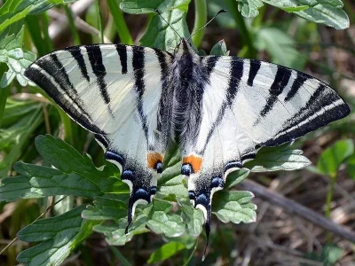Iphiclides podalirius