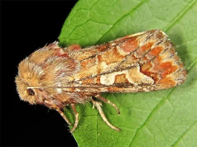 Panolis flammea
