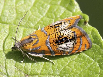 Olethreutes arcuella