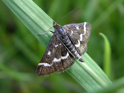 Pyrausta nigrata