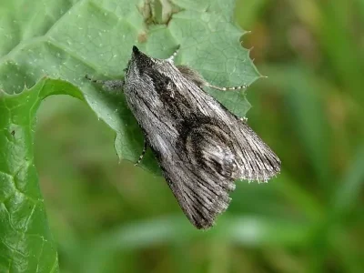 Calophasia platyptera