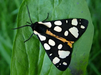 Arctia villica