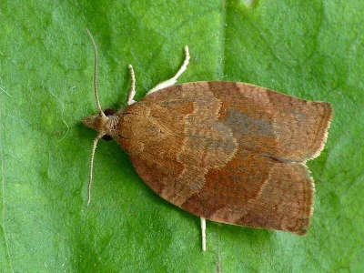 Pandemis heparana