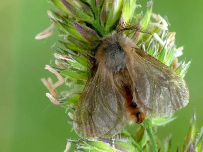 Megalophanes viciella