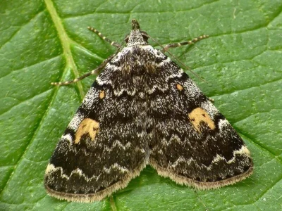 Idia calvaria