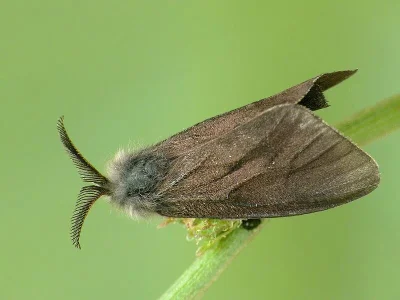Canephora hirsuta