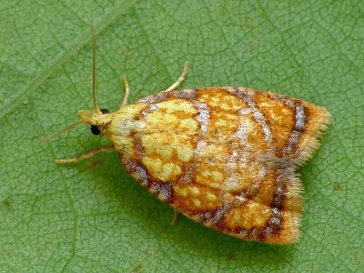 Acleris bergmanniana