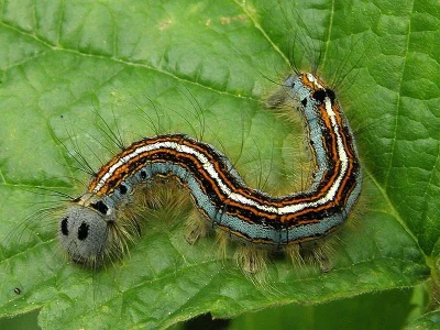 Malacosoma (Clisiocampa) neustria