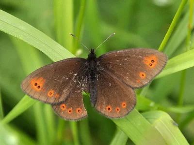 Erebia medusa