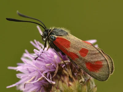 Zygaena (Agrumenia) loti