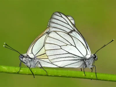 Aporia crataegi