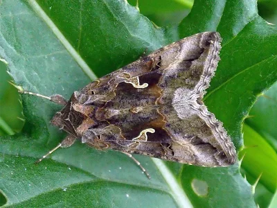 Autographa gamma