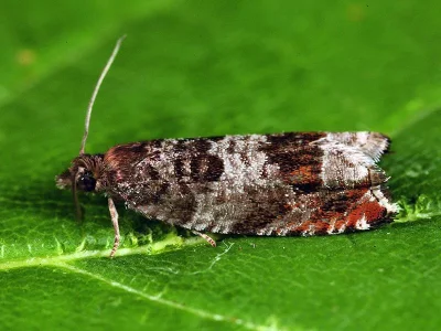 Ancylis achatana