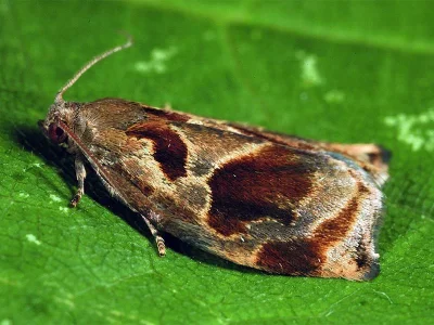 Archips crataegana