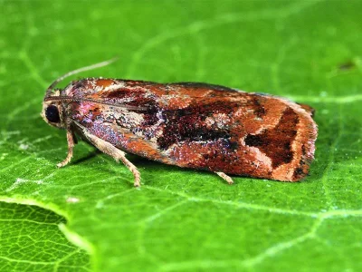 Archips oporana