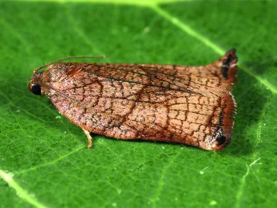 Archips podana