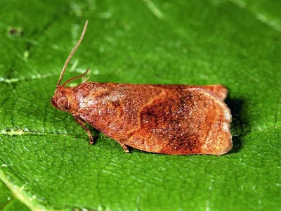 Archips rosana