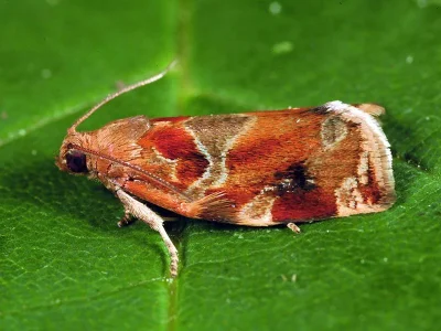 Archips xylosteana