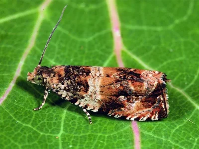 Celypha flavipalpana