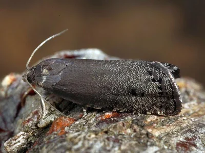 Cydia millenniana