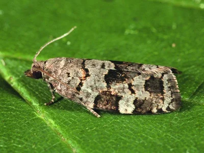 Dichelia histrionana