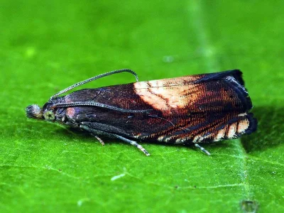 Dichrorampha heegerana