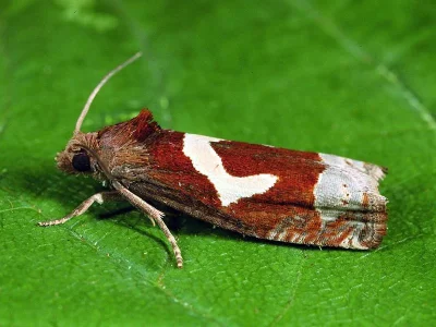 Epiblema foenella