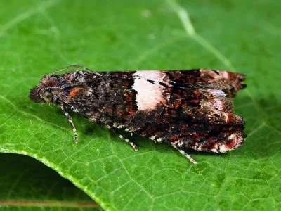 Epiblema sticticana