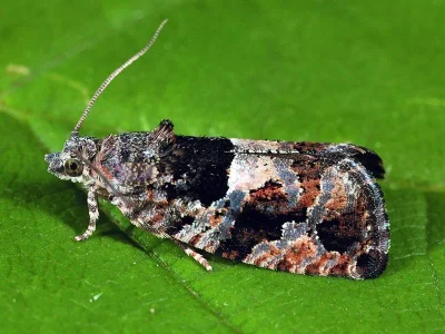 Eudemis profundana
