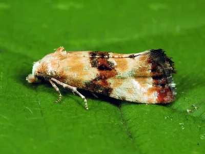 Eupoecilia angustana