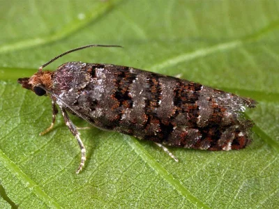 Gravitarmata margarotana