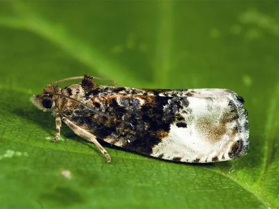 Hedya nubiferana