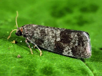 Neosphaleroptera nubilana