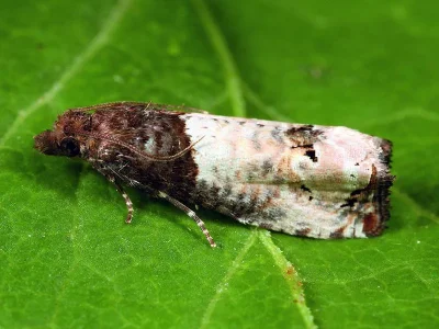 Notocelia roborana