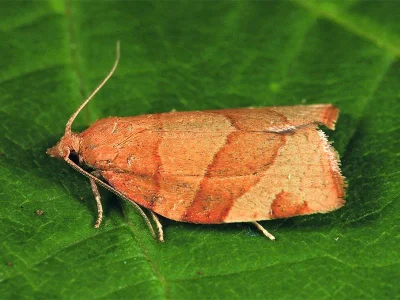Pandemis cerasana