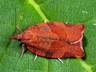 Pandemis heparana