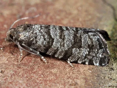 Retinia resinella