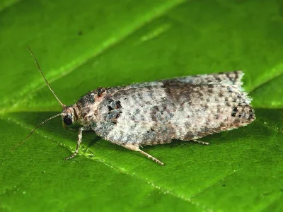 Pseudeulia asinana