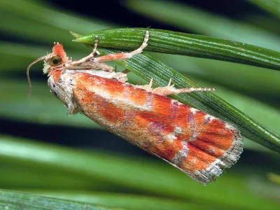 Rhyacionia buoliana
