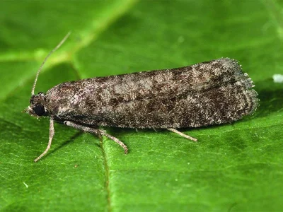 Rhyacionia hafneri