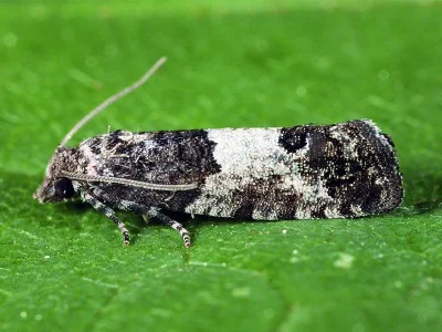 Spilonota laricana