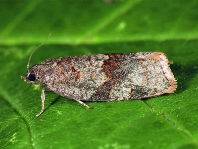Syndemis musculana