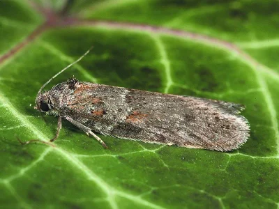 Tortricodes alternella