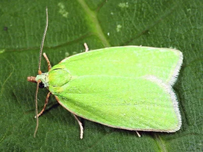 Tortrix viridana