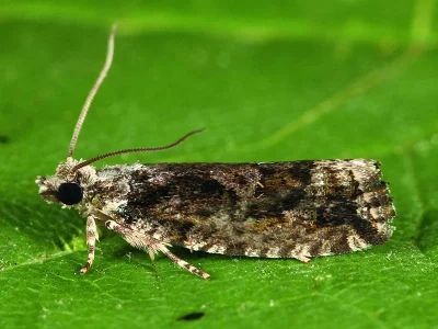 Zeiraphera isertana